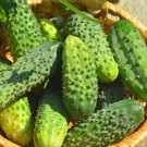 Boston Pickling Cucumber 25 Seeds 1 Gram B92
