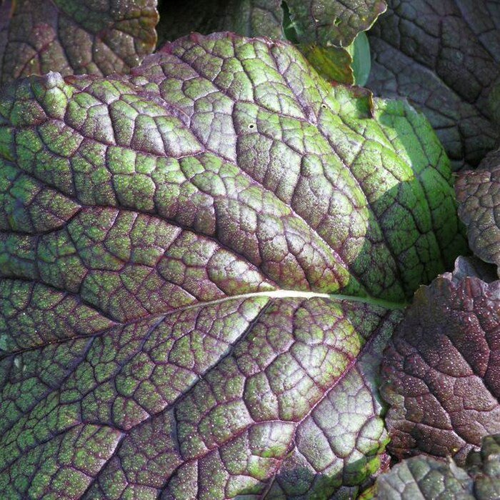 Giant Red Mustard Seeds Brassica Juncea B199