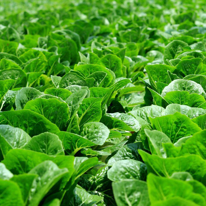 Parris Island Cos Romaine Lettuce Seeds Lactuca Sativa Var. Longifolia B144