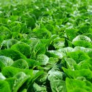 Parris Island Cos Romaine Lettuce Seeds Lactuca Sativa Var. Longifolia B144