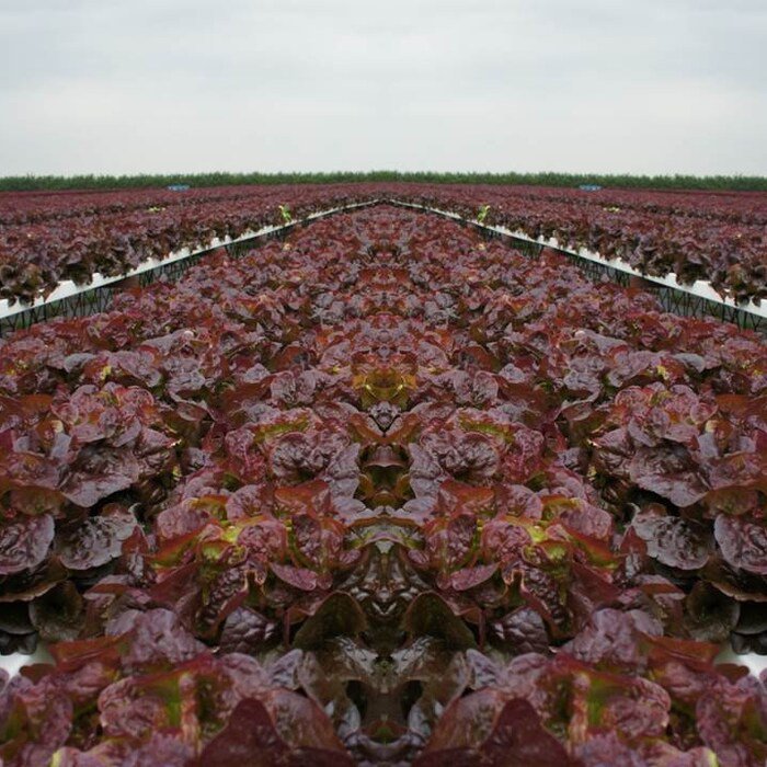 Ruby Red Leaf Lettuce Seeds Lactuca Sativa B191