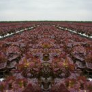 Ruby Red Leaf Lettuce Seeds Lactuca Sativa B191
