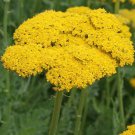 Gold Yarrow Seeds Achillea Filipendulina B103