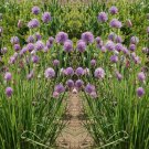 Chives Herb Seeds Allium Schoenoprasum B201