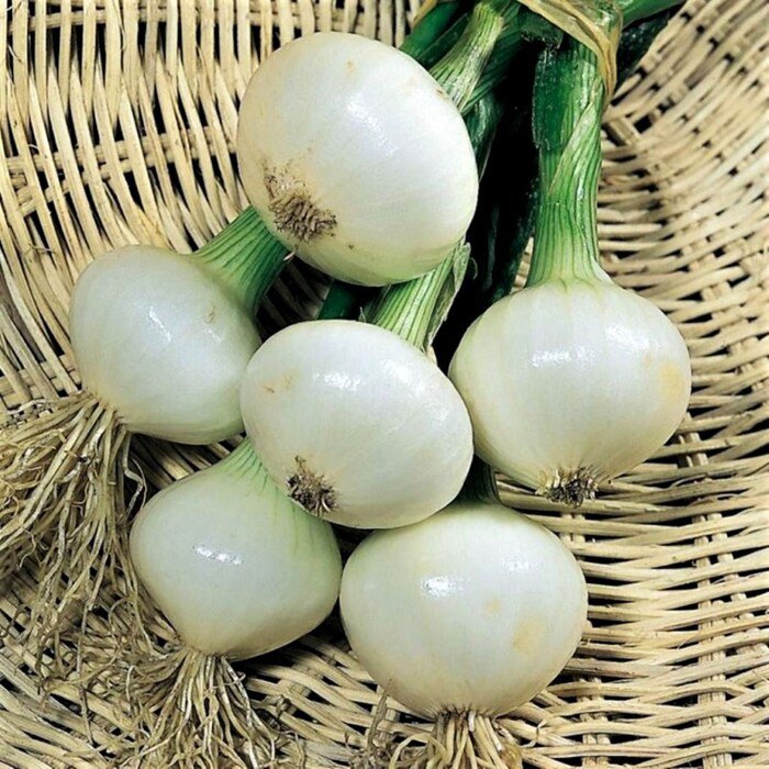 Crystal White Wax Onion Seeds Allium Cepa B233