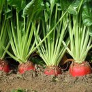 Mammoth Red Mangel Beet Seeds Beta Vulgaris B311