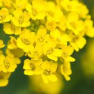 Alyssum Basket Of Gold Flower Seeds Aurinia Saxatilis B276