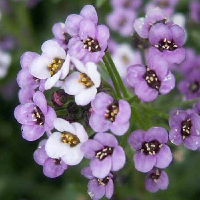 Royal Sweet Carpet Alyssum Seeds Lobularia Maritima B151