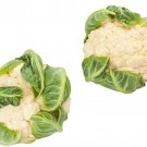 Snowball Y Improved Cauliflower Seeds Brassica Oleracea Var. Botrytis B25