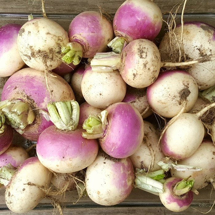 Purple Top White Globe Turnip 200 Seeds 1/2 Gram B99