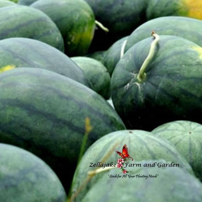 Florida Giant Melon Seeds Citrullus Lanatus B4
