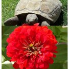 Zinnia Cherry Queen Flower Seeds Zinnia Elegans B294