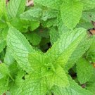 Mint Seed Bundle 1 Packet Each B65 1/4G B314 1/2G B320 1/20G B321 1/20G