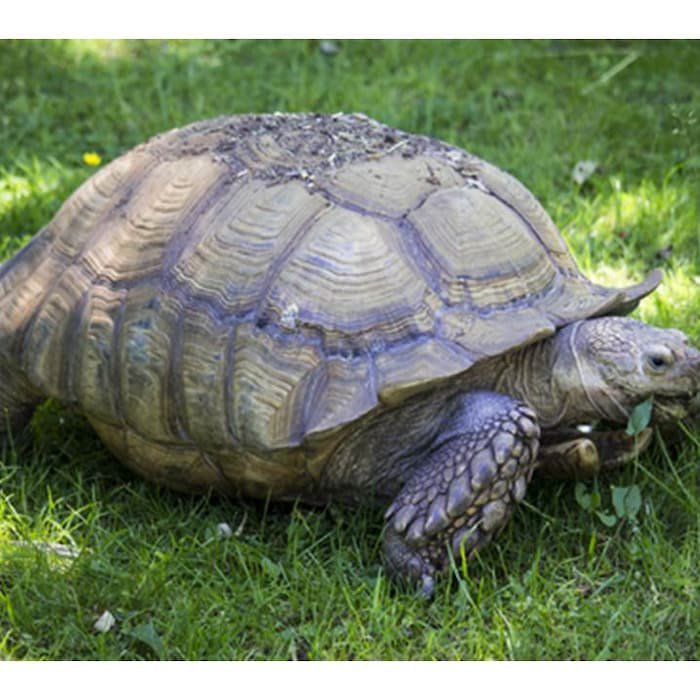 Broadleaf Tortoise Forage Blend Seeds St25