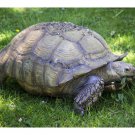 Broadleaf Tortoise Forage Blend Seeds St25