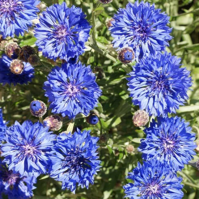 Dwarf Blue Bachelor Button Seeds Centaurea Cyanus B121