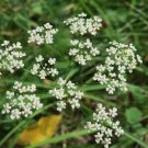 Anise Seeds Pimpinella Anisum B101