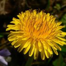 Dandelion Seeds Taraxacum Officinale B38