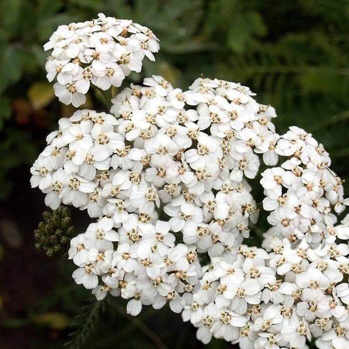 White Yarrow Wildflower Seeds Achillea Millefolium B136