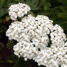 White Yarrow Wildflower Seeds Achillea Millefolium B136