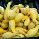 Crookneck Yellow Summer Squash Seeds Cucurbita Pepo B115
