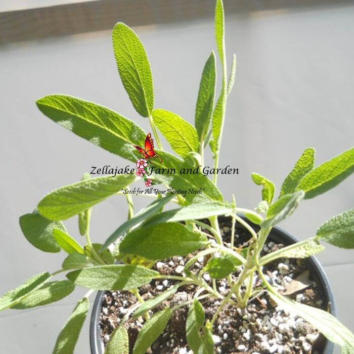 Broadleaf Sage Seeds Salvia Officinalis B88