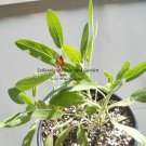 Broadleaf Sage Seeds Salvia Officinalis B88