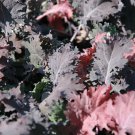 Red Russian Kale Seeds Brassica Napus Var. Pabularia B330