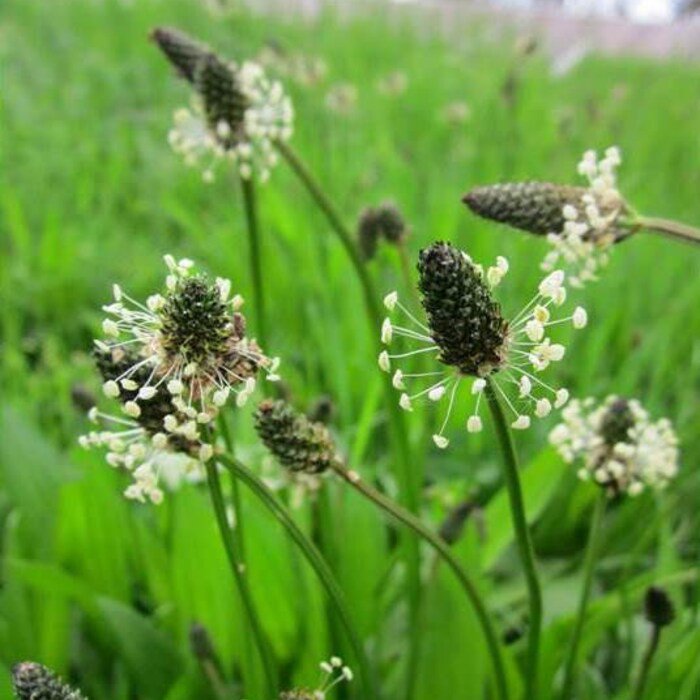 Plantago Plantain Seeds Plantago Lanceolata B268