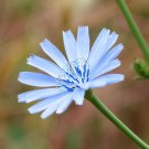 Italian Dandelion Seeds Cichorium Intybus B207