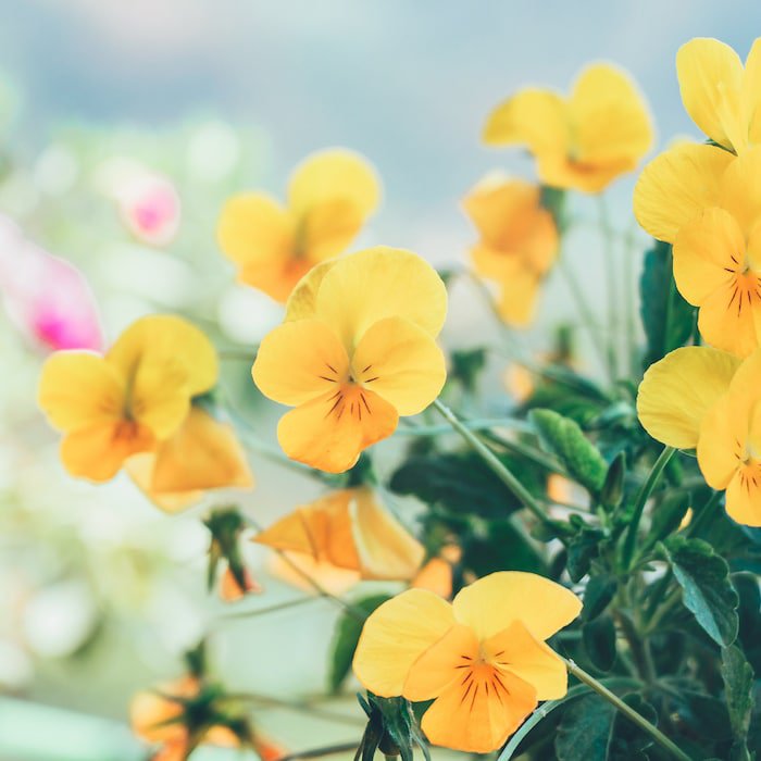 Siberian Wallflower Seeds Cheiranthus Allionii B297