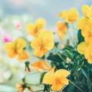 Siberian Wallflower Seeds Cheiranthus Allionii B297