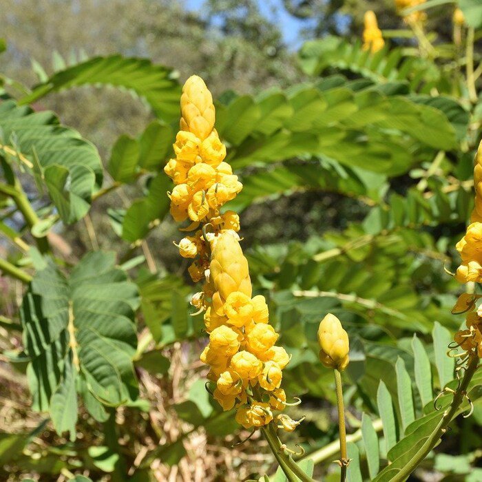 Emperor'S Candlesticks Senna Alata 25 Seeds 1 Gram M9