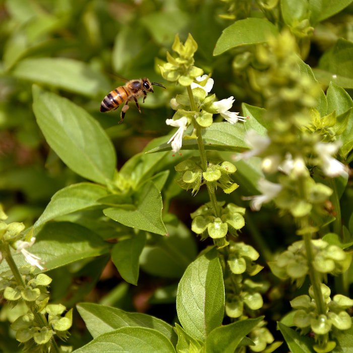 Lime Basil Seeds 300 Seeds 1/2 Gram B97