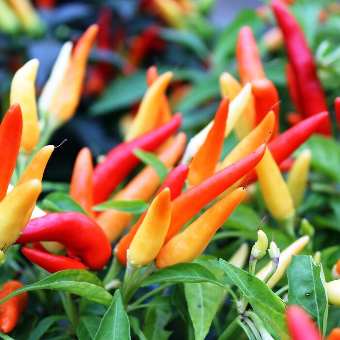 Tabasco Pepper Seeds Capsicum Frutescens B58