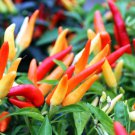 Tabasco Pepper Seeds Capsicum Frutescens B58