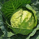 Early Jersey Wakefield Cabbage 315 Seeds 1 Gram B164