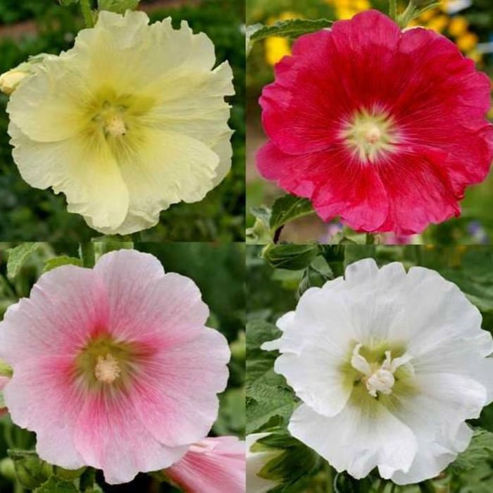 Hollyhocks Single Mix Seeds Alcea Rosea B278
