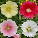 Hollyhocks Single Mix Seeds Alcea Rosea B278