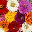 Giant Zinnia Mix Flower Seeds Zinnia Elegans B27
