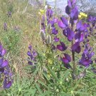 Blue Lupine Seeds Lupinus Polyphyllus B334