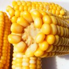 Golden Bantam Corn Seeds Zea Mays C1