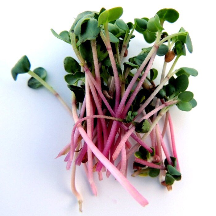 Red Arrow Radish Seeds Raphanus Sativus B288