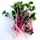 Red Arrow Radish Seeds Raphanus Sativus B288