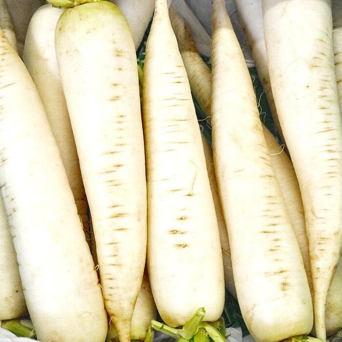 White Icicle Radish Seeds Raphanus Sativus B236