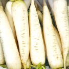 White Icicle Radish Seeds Raphanus Sativus B236