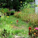 Southeast Wildflower Mix Seeds St3