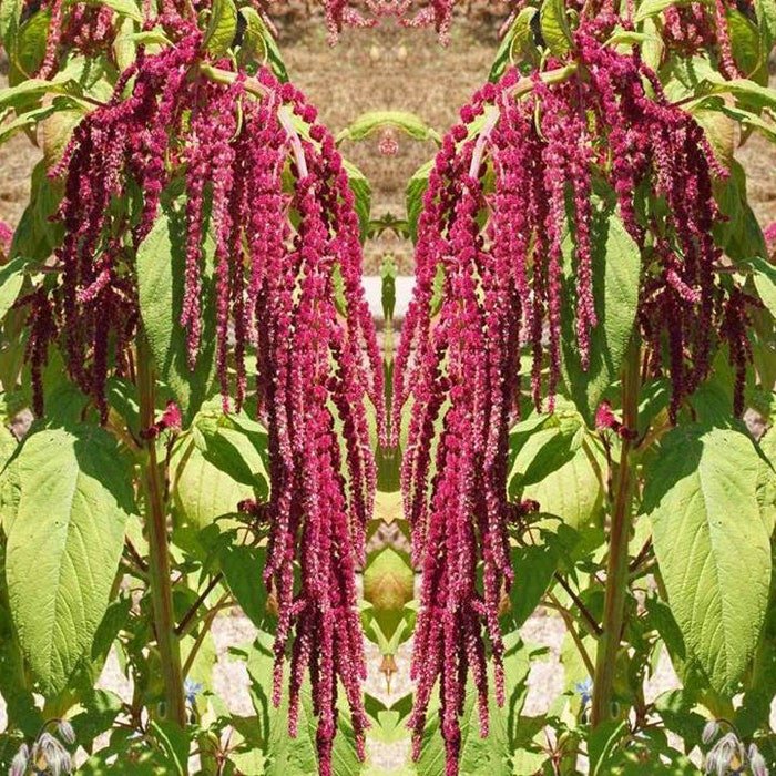 Love Lies Bleeding 375 Seeds 1/4 Gram B86