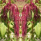 Love Lies Bleeding 375 Seeds 1/4 Gram B86