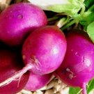 Purple Plum Radish Seeds Raphanus Sativus B279